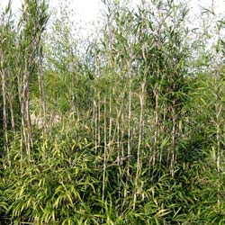 Bamboo Pleioblastus chino hisauchii